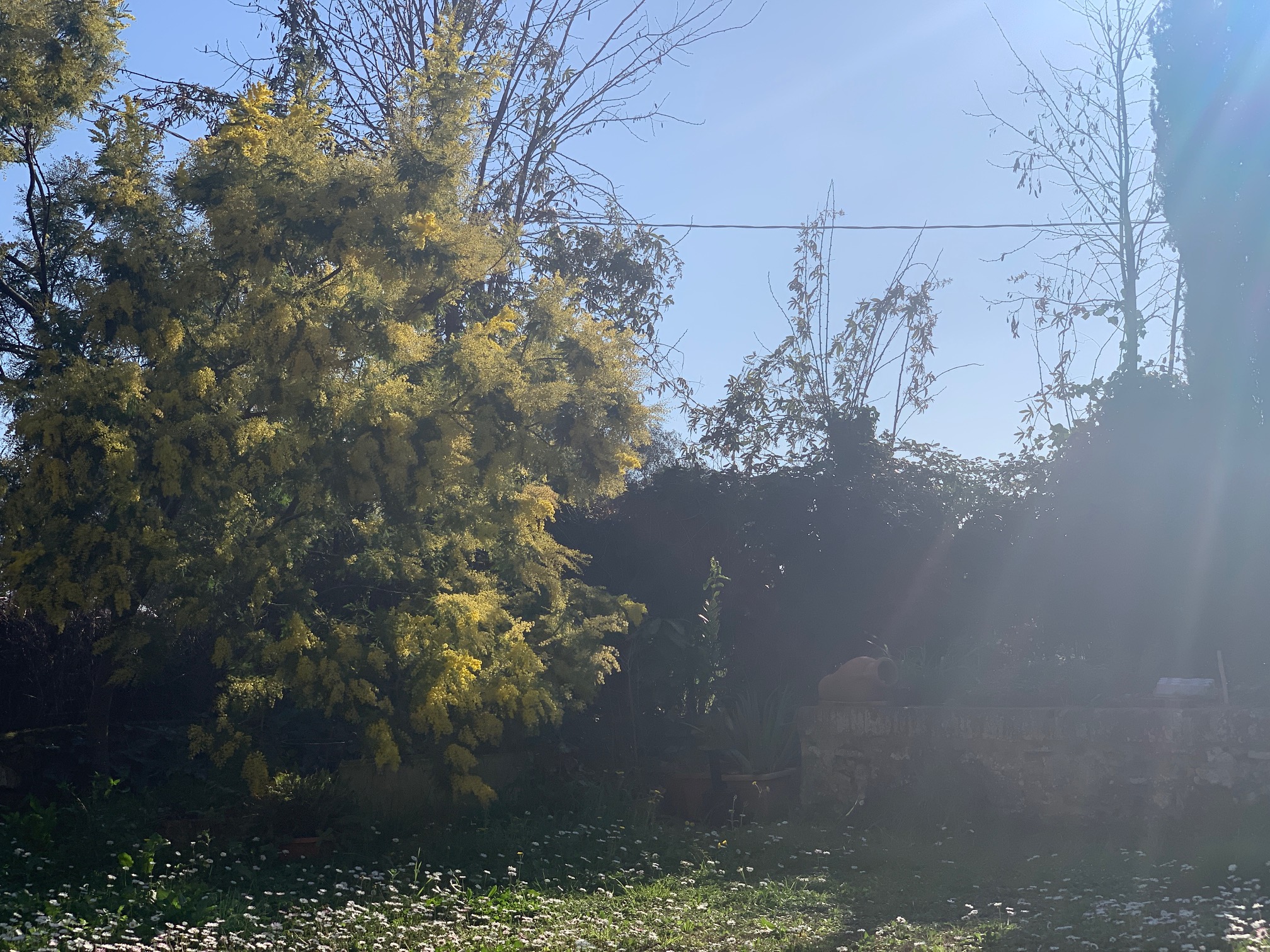 Podere Girasoli