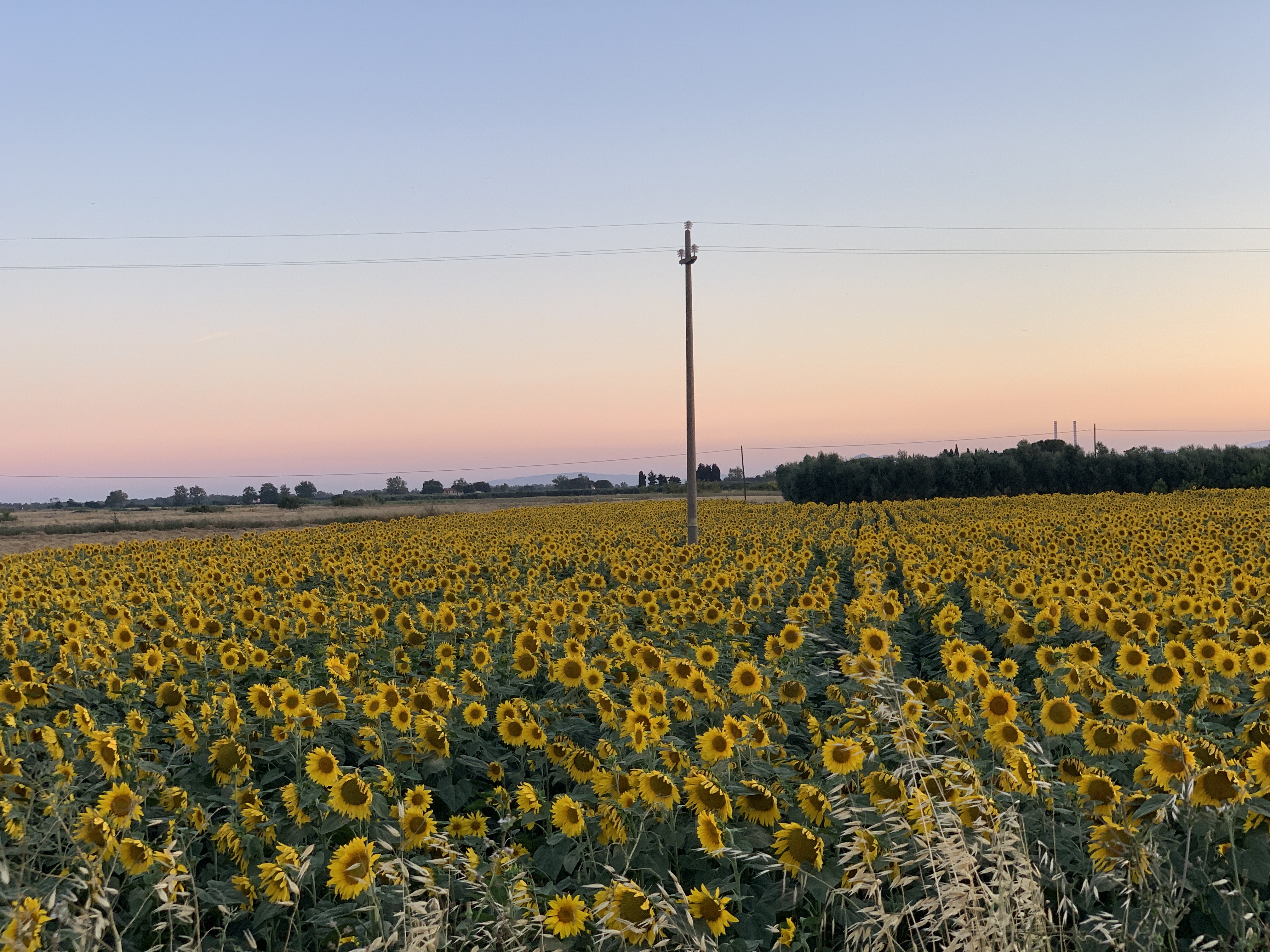 Podere Girasoli