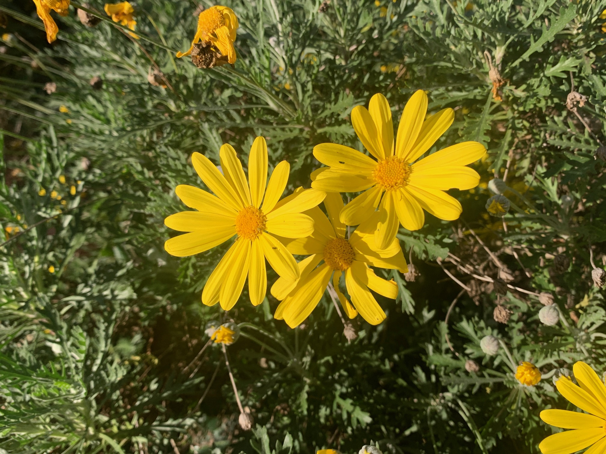 Podere Girasoli