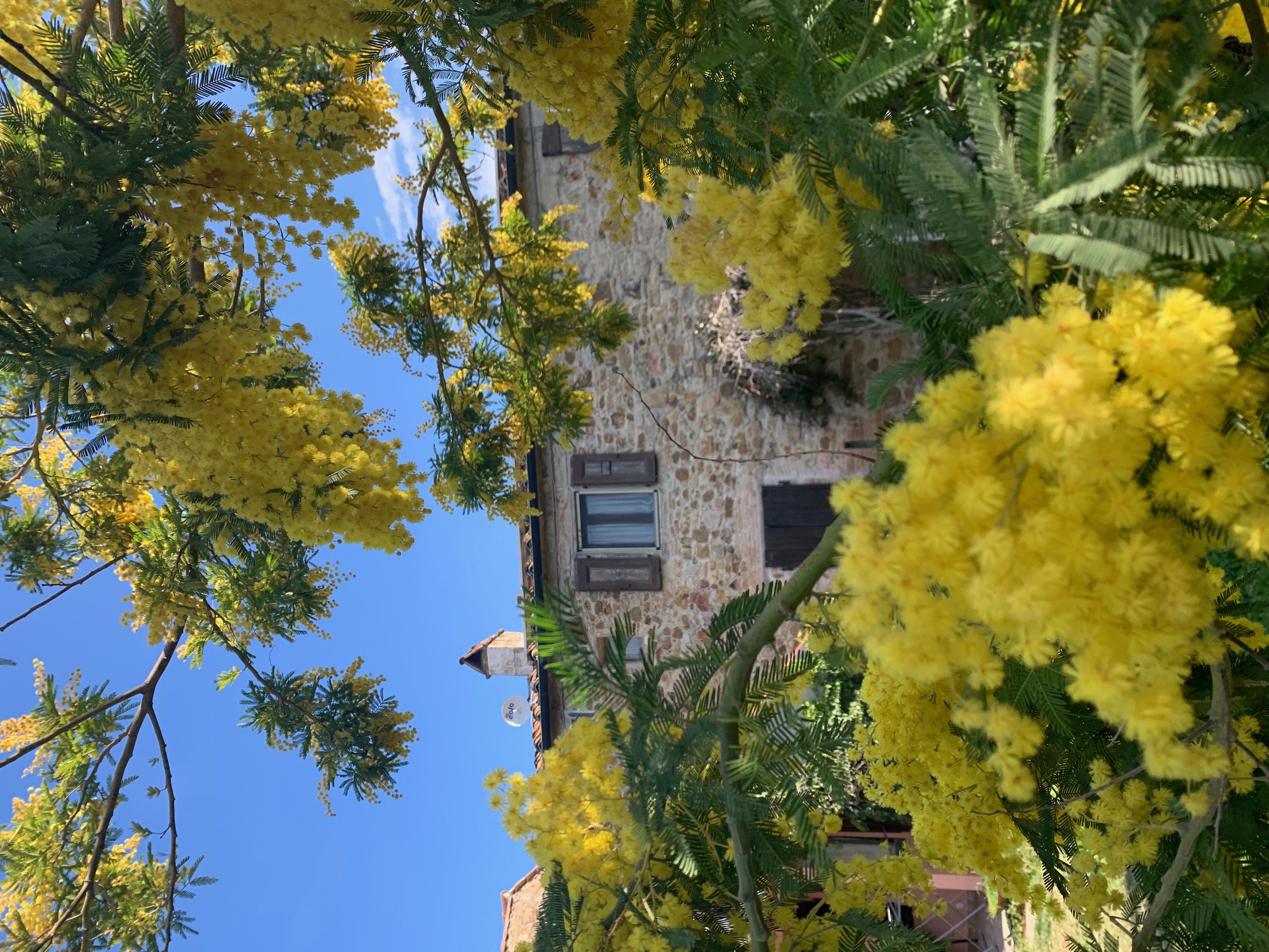 Podere Girasoli